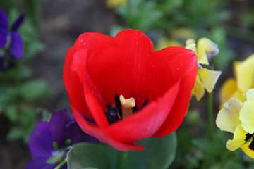 بهار دانشگاه 1399